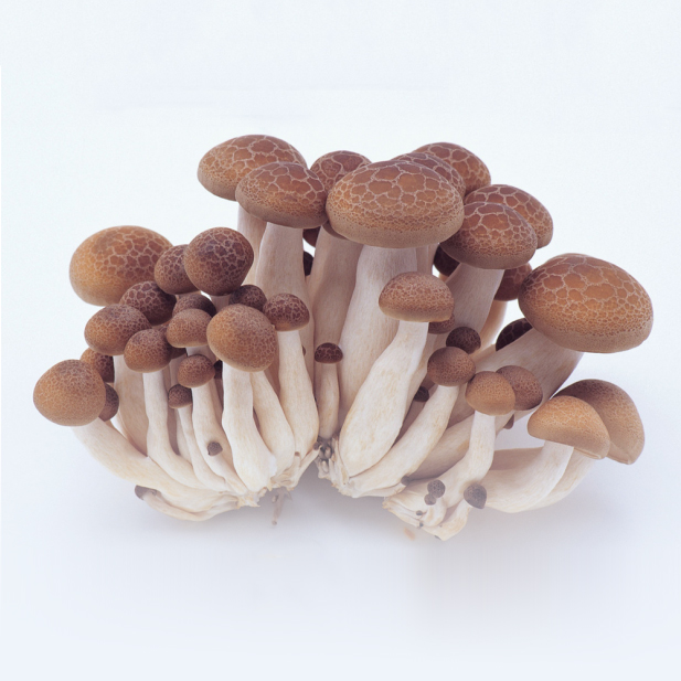 鸡爪菇