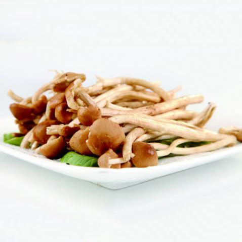 茶树菇